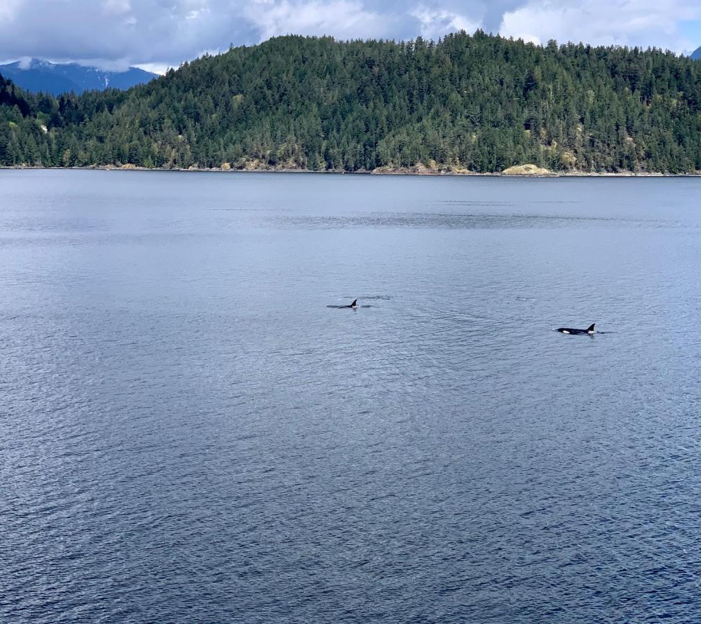 Earls Cove Orca View Bed and Breakfast Egmont Eksteriør billede